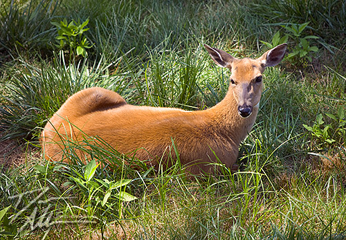 deer photograph